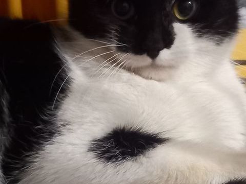 AMADEUS 60 95420 Saint-gervais