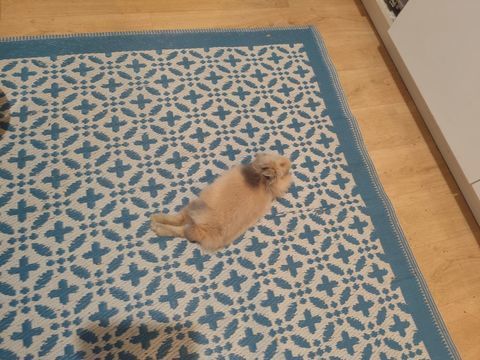 lapin nain 40 avec tous les accessoires fournis 40 91250 Saint-germain-ls-corbeil