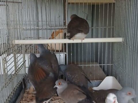 Colombes diamants 10 44150 Ancenis