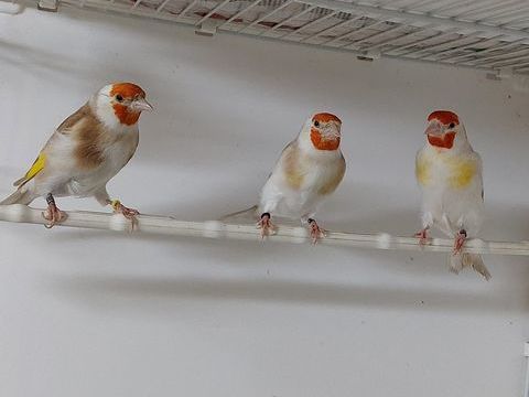 Chardonneret major 200 74380 Arthaz-pont-notre-dame