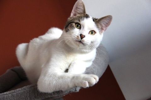 MEMPHIS CHATON BLANC MARQUES NOIRES 7 MOIS 225 92260 Fontenay-aux-roses