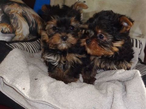 YORKSHIRE  MALES  NAINS 1400 77930 Chailly-en-bi�re