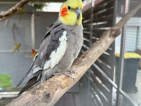 Perruche calopsitte 25 71100 Chalon-sur-sane