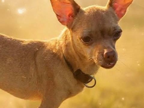 COCO, le gentil crois&eacute; des iles 350 77000 Livry-sur-seine