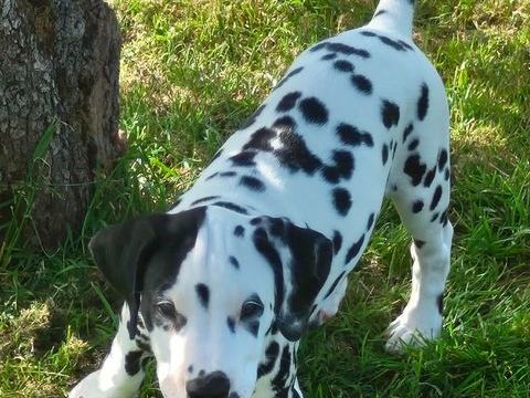 Chiots m&acirc;les de race DALMATIEN. 1400 77560 Courchamp