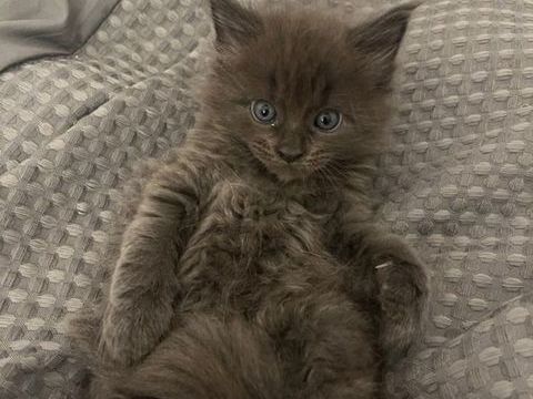 Chatons Maine Coon non LOOF &agrave; r&eacute;server 800 83170 Rougiers