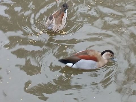 Canard  sarcelle à collier femelle 0 31410 Longages