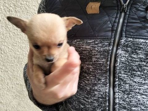 Chihuahua 0 31800 Saint-gaudens