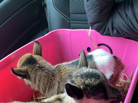 Ch&egrave;vre naine 0 76340 Blangy-sur-bresle