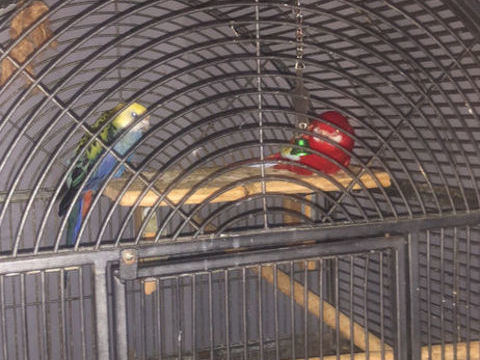 Échange 3 oiseaux 0 59880 Saint-saulve