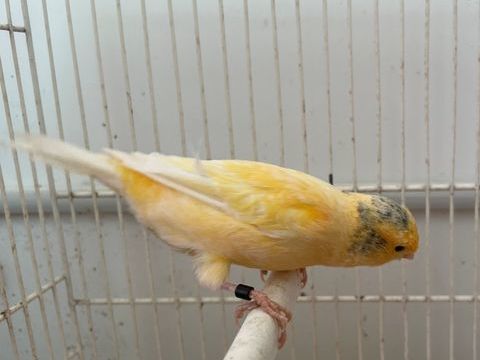 Canari 2025 15 56140 Malestroit