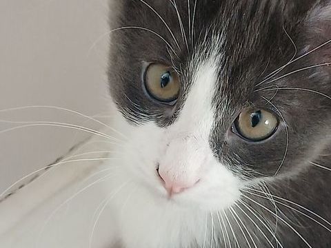 Donne 2 chatons adorable tres joueur et farceur .tres calin 0 95400 Villiers-le-bel