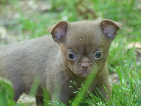 Chihuahua 1100 91650 Breuillet