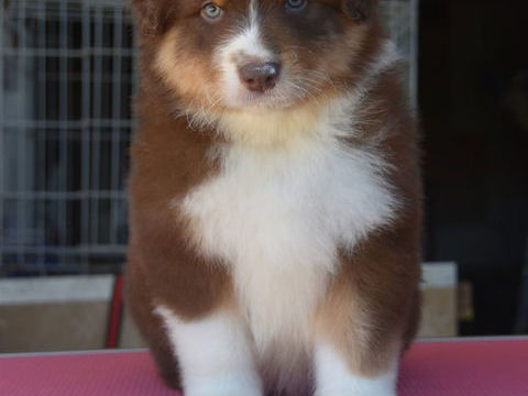 Chiot berger australien 1200 42800 Saint-martin-la-plaine