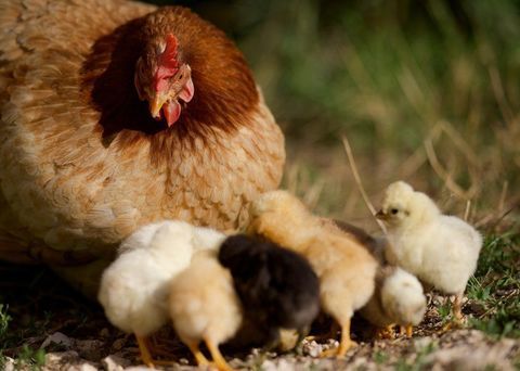  poussin 5 93160 Noisy-le-grand