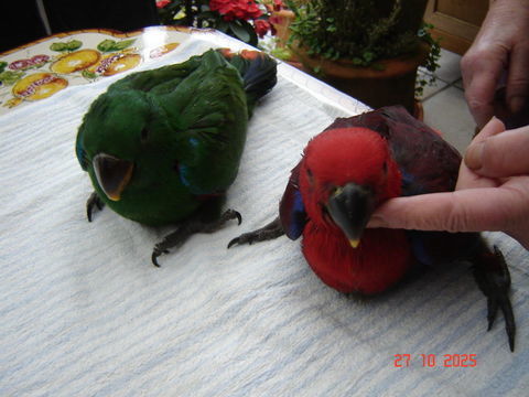 perroquet eclectus 900 58140 Saint-andr-en-morvan