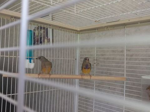 Diamants de gould 35 44100 Nantes