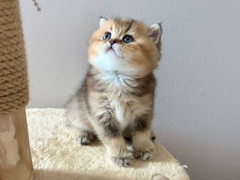 Adorables chatons British Shorthair et Longhair 1600 69560 Saint-romain-en-gal