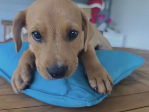 Saphir, m&acirc;le crois&eacute; berger cr&eacute;ole, n&eacute; le 28/11/2025 🤍 300 91000 �vry