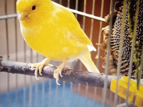 couple de canari avec cage 80 33750 Beychac-et-caillau