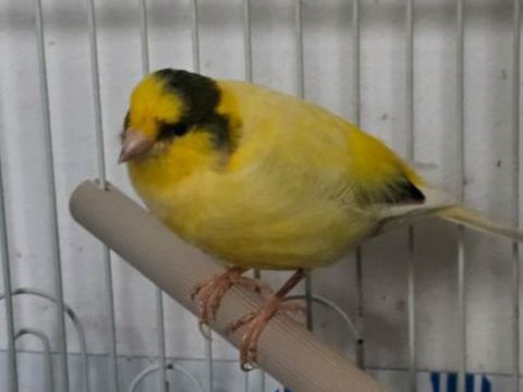 Je suis &agrave; la recherche d'un m&acirc;le Padda de Java &agrave; acqu&eacute;rir 0 60550 Verneuil-en-halatte