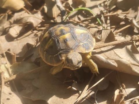 Bb tortues 55 84100 Orange