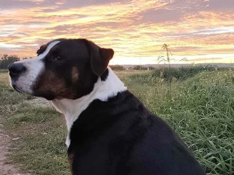 Chien OVER &agrave; l adoption 250 84140 Montfavet