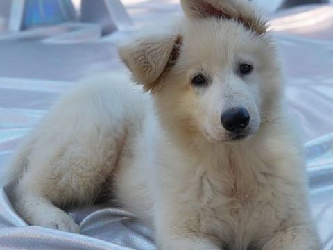 Chiot Berger blanc suisse poil long 1300 66280 Saleilles