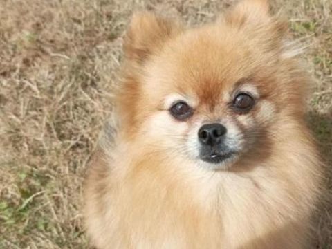 bjr je recherche une femelle pour mon spitz naim qui 4 ans 0 22200 Pommerit-le-vicomte