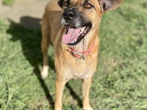 Oona, femelle crois&eacute;e chien de berger belge, n&eacute;e le 01/07/2024 380 44000 Nantes