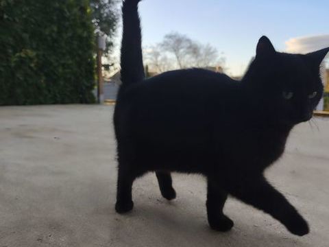 Adorable petite chatte 0 60170 Bailly