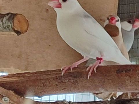 Jeunes paddas 65 49600 Le fief-sauvin