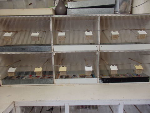 batterie d elevage oiseaux 60 57420 Pouilly