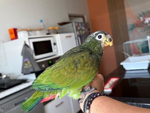 Perroquets pionus Maximilien 600 42560 Saint-jean-soleymieux