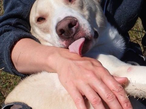 Baylan à l'adoption 300 21000 Dijon