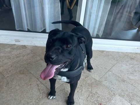 Chien ARKO &agrave; l adoption 250 26790 Rochegude
