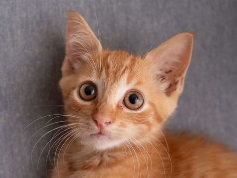 ✨️ COOPER ✨️ 🐱 210 77000 Melun