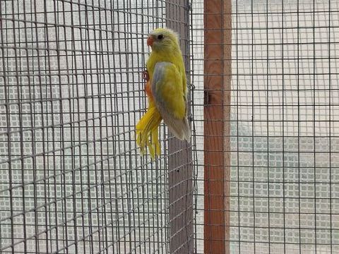 Perruche turquoisine 40 33820 Saint-ciers-sur-gironde