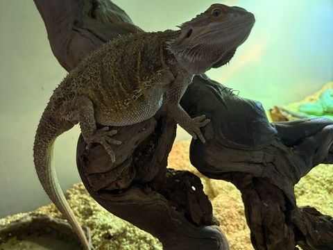 POGONA + Terrarium 125 69003 Lyon