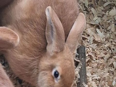 Lapin fauve de bourgogne de mai 2025 15 59570 La longueville