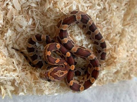 serpent des bl&eacute;s 50 74500 Amphion les bains