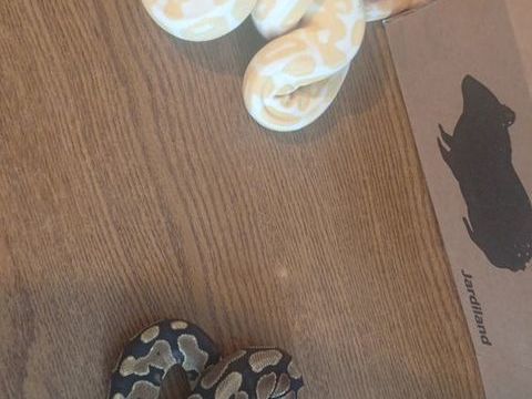 Python albinos et regus 1 