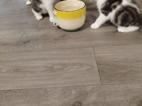 Petit chaton joueur affectueux et habitu&eacute; &agrave; l'homme et en bo 0 92150 Suresnes