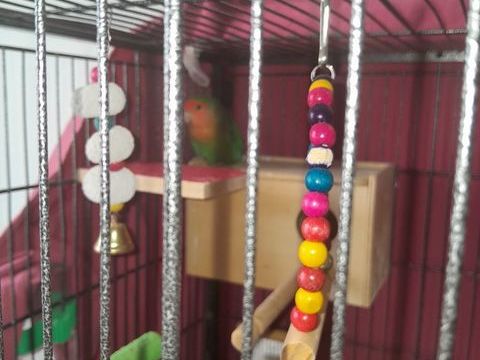 Cage avec inseparable 160 47300 Villeneuve-sur-lot