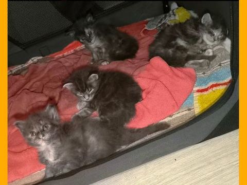 Maine coon loof 1400 77460 Souppes-sur-loing