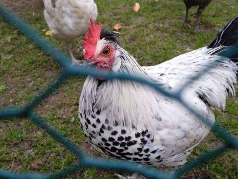 Coq Appenzeloise hupee 20 62129 Inghem