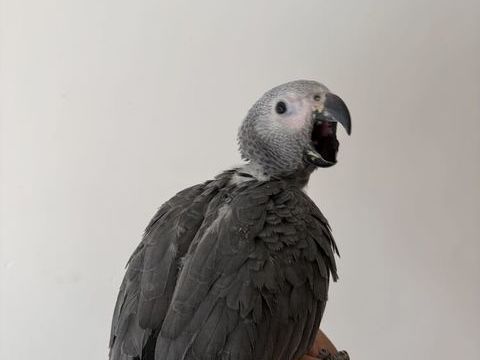 B&eacute;b&eacute; gris du gabon 1400 59000 Lille