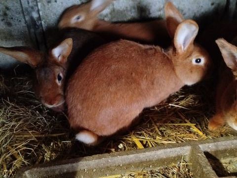 Lapins FAUVE de BOURGOGNE 25 22140 Tonqu�dec