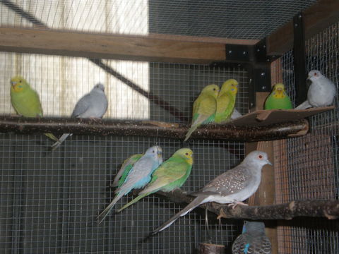 colombes diamants 10 87620 S�reilhac