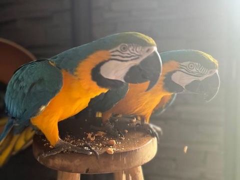 Ara ararauna 2500 45300 C�sarville-dossainville